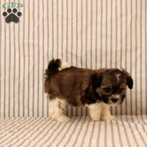 Natalie, Maltipoo Puppy